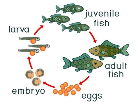 fish embryo|Fish Life Cycle 101: From The Larvae To Senescence.